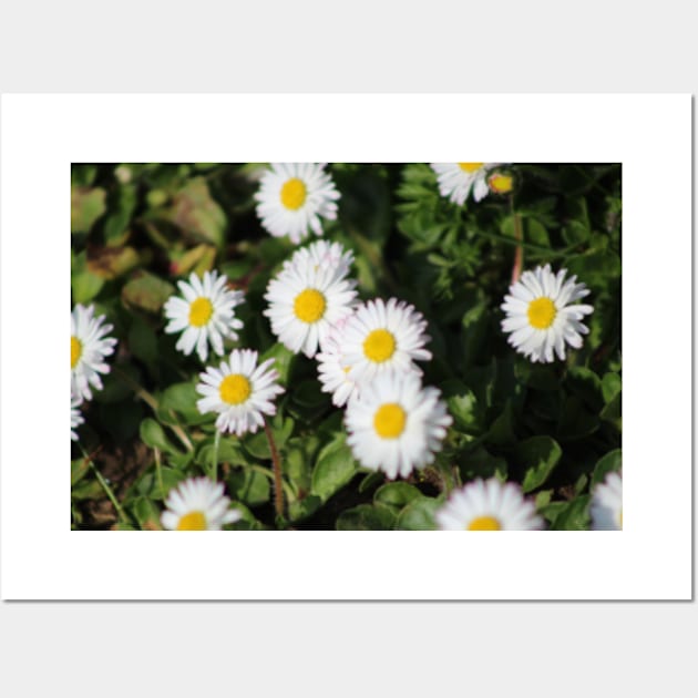 Daisies Wall Art by Regan Hall Photography